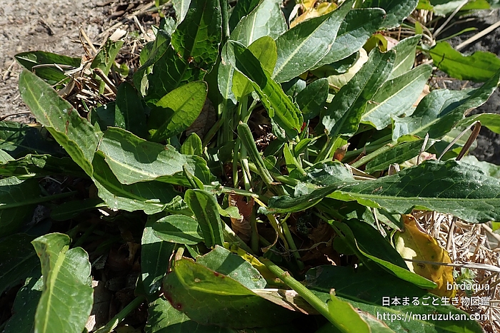 スイバ属の一種