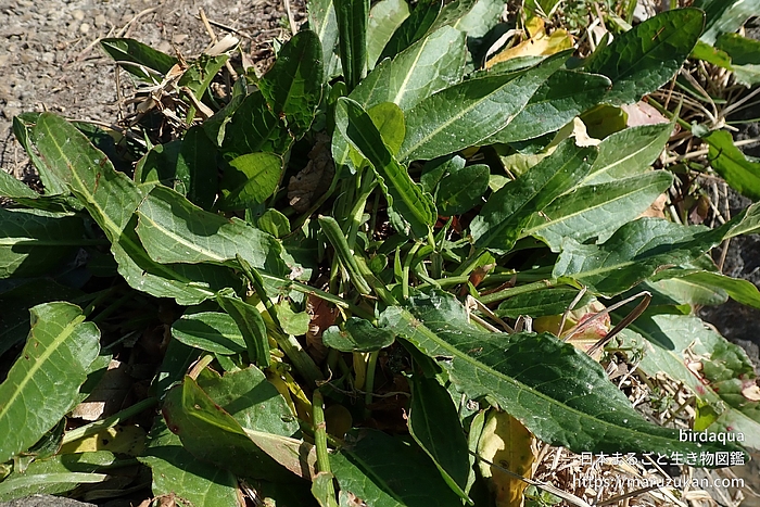 スイバ属の一種