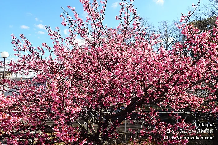 カワヅザクラ（花）の写真