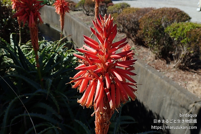 キダチアロエ