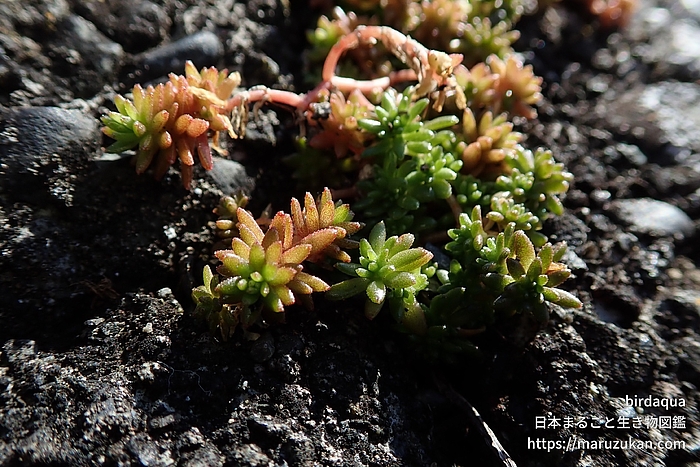 マンネングサ属の一種