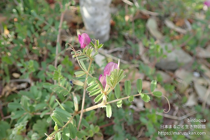 ヤハズエンドウ