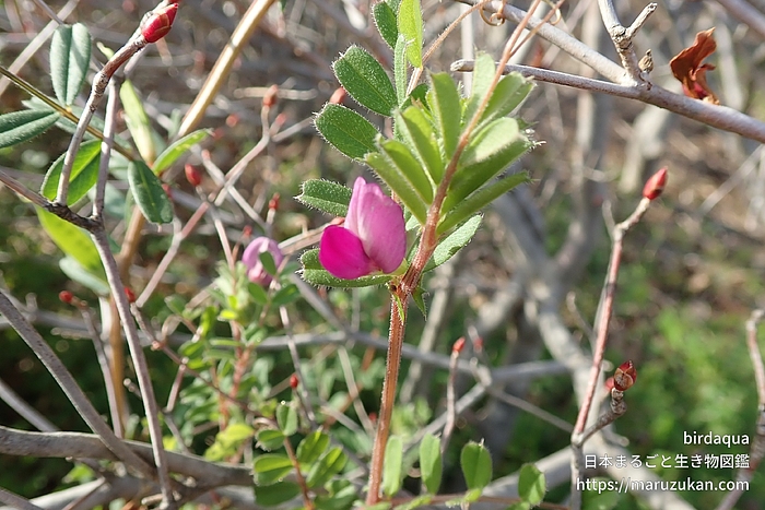 ヤハズエンドウ