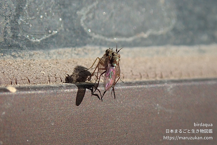 アシナガバエ科の一種
