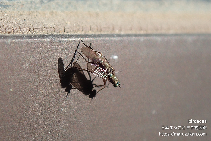 アシナガバエ科の一種