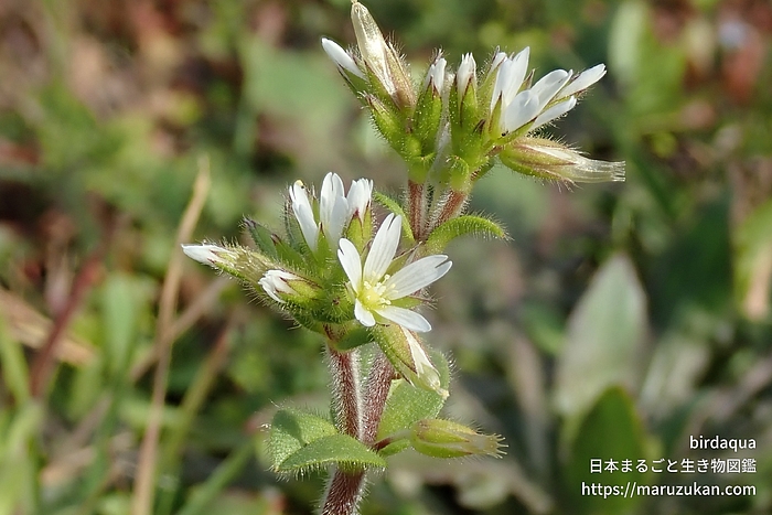 オランダミミナグサ