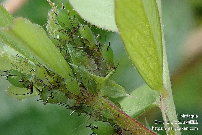 ソラマメヒゲナガアブラムシ
