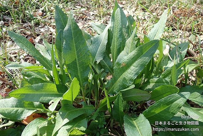 ナガバギシギシ