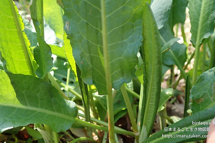 ナガバギシギシ