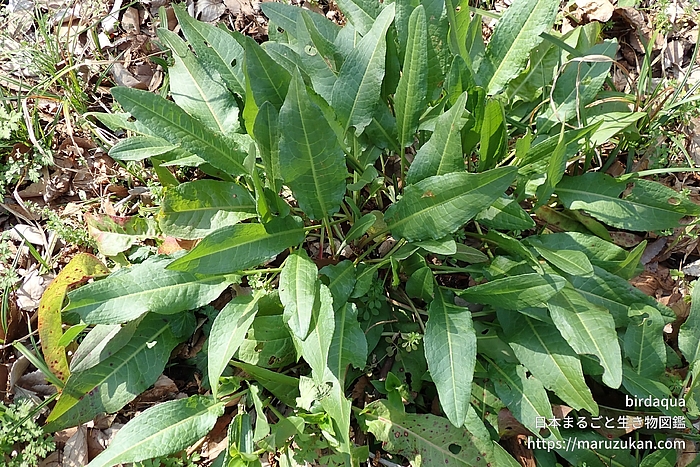 ナガバギシギシ