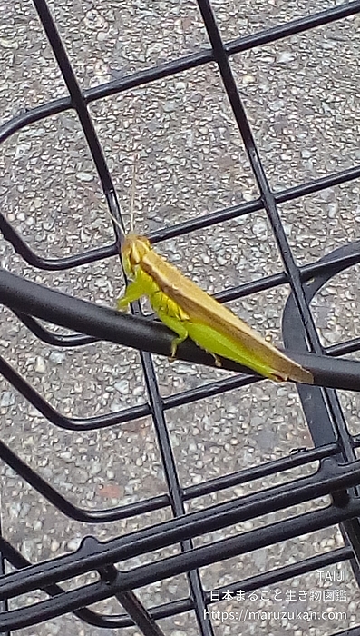 ハネナガイナゴ