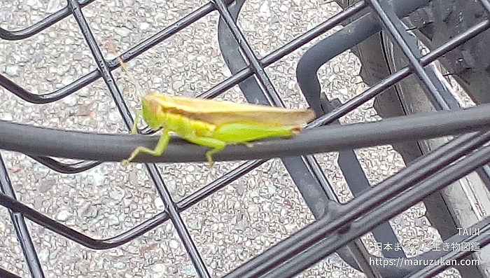 ハネナガイナゴ