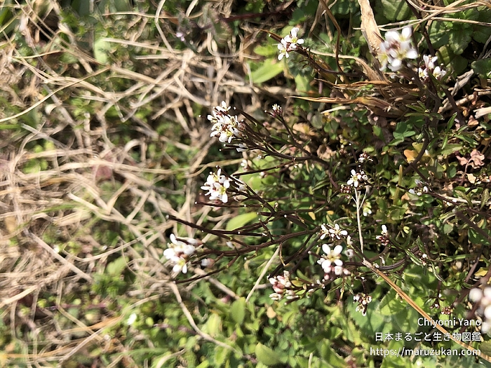 タネツケバナ属の一種