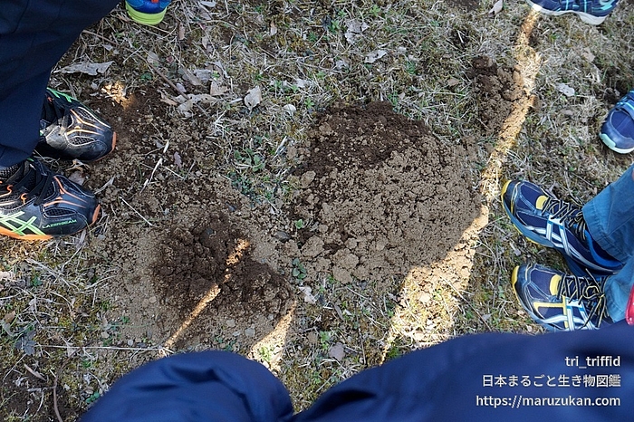 アズマモグラ