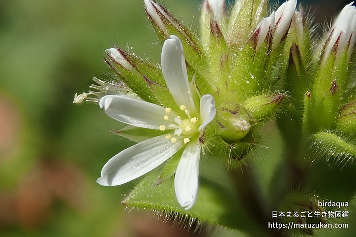 オランダミミナグサ