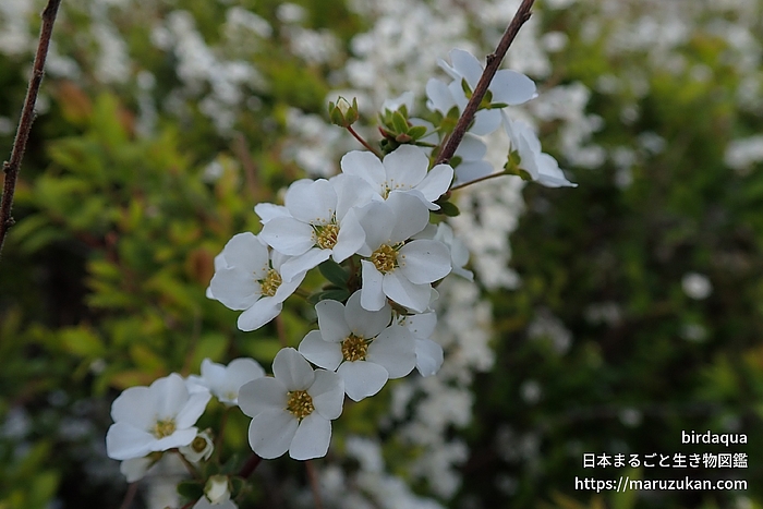 ユキヤナギ