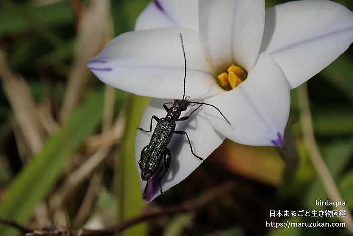 モモブトカミキリモドキ