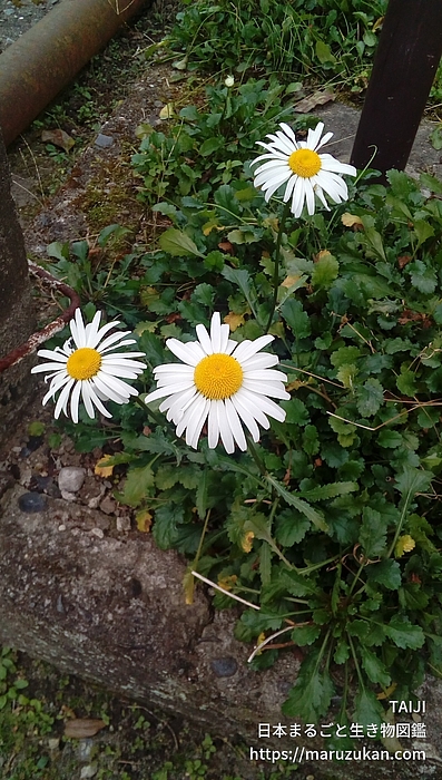 フランスギク