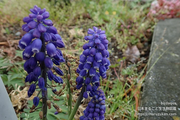 ムスカリ属（花）の写真