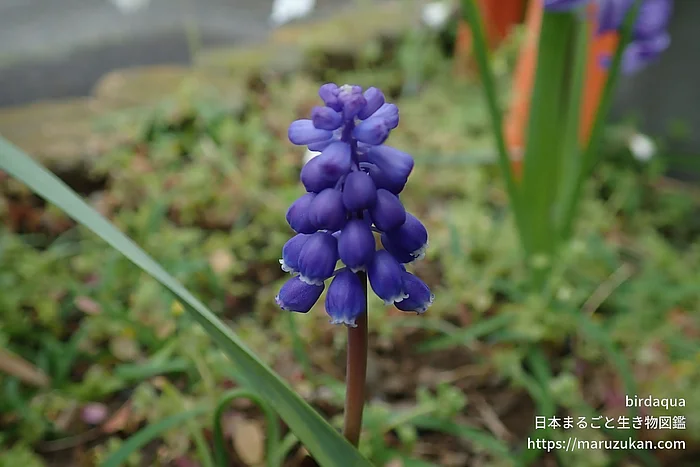 ムスカリ属（花）の写真