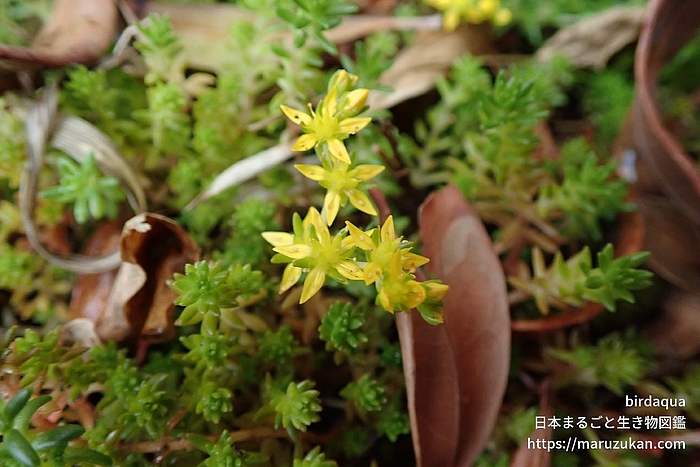 マンネングサ属の一種