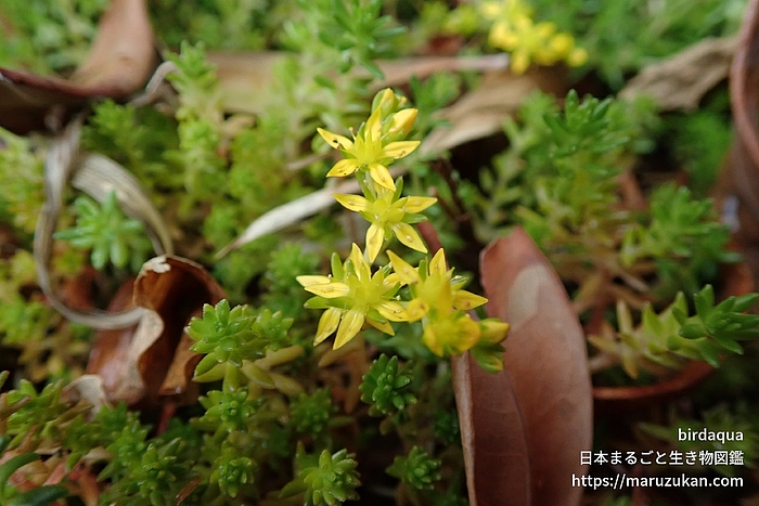 マンネングサ属の一種