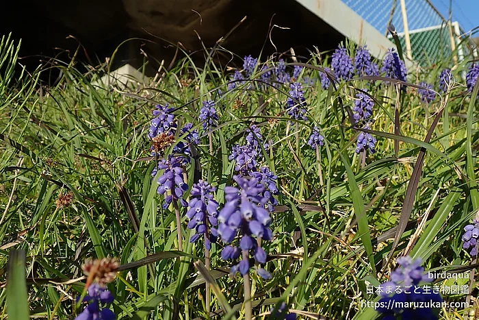 ムスカリ属（花）の写真