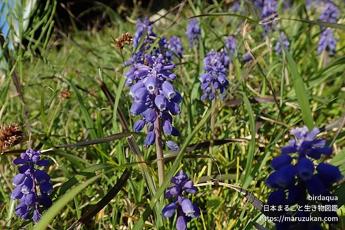 ムスカリ属（花）の写真