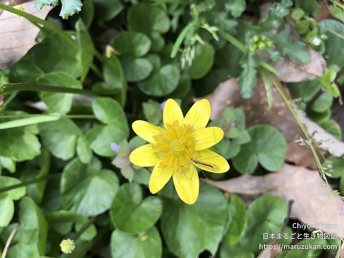 ヒメリュウキンカ