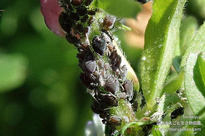 マメアブラムシ