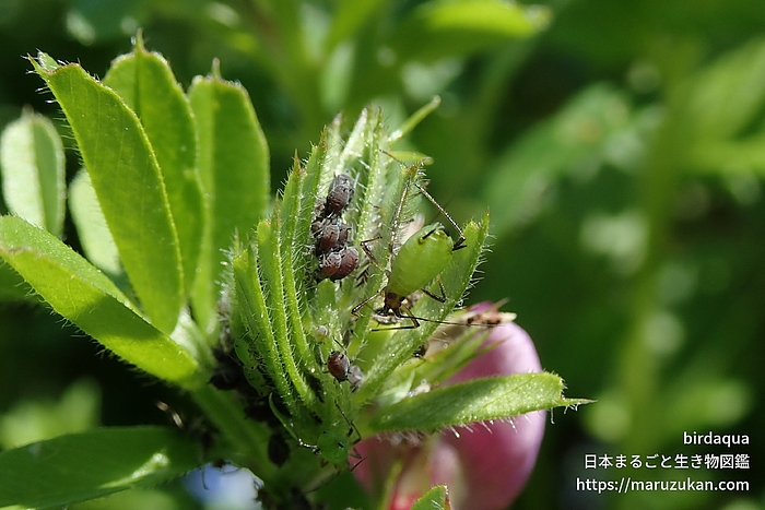 ソラマメヒゲナガアブラムシ
