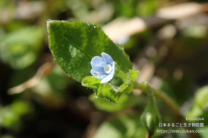 ハナイバナ