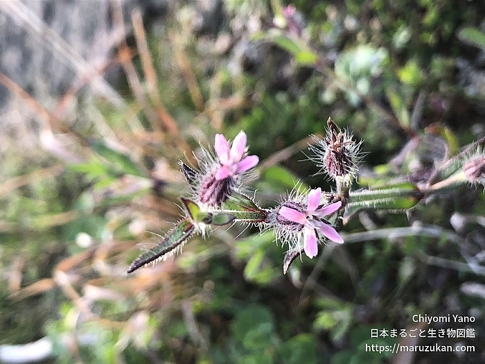 シロバナマンテマ