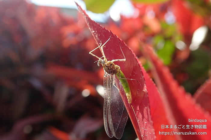 エルモンヒラタカゲロウ
