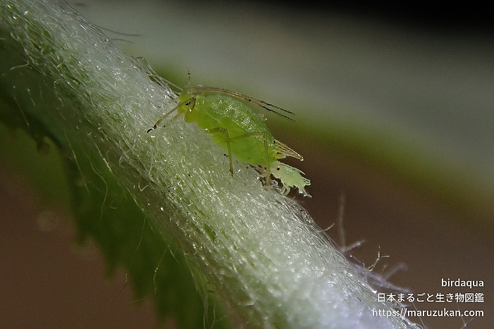 ハッカイボアブラムシ