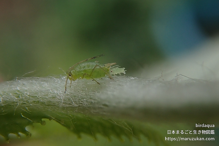 ハッカイボアブラムシ