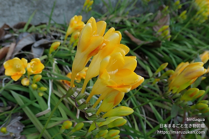 フリージア属の一種