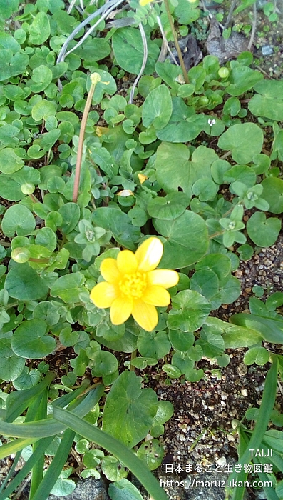 ヒメリュウキンカ