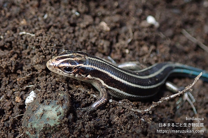オカダトカゲ