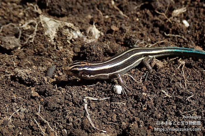 オカダトカゲ
