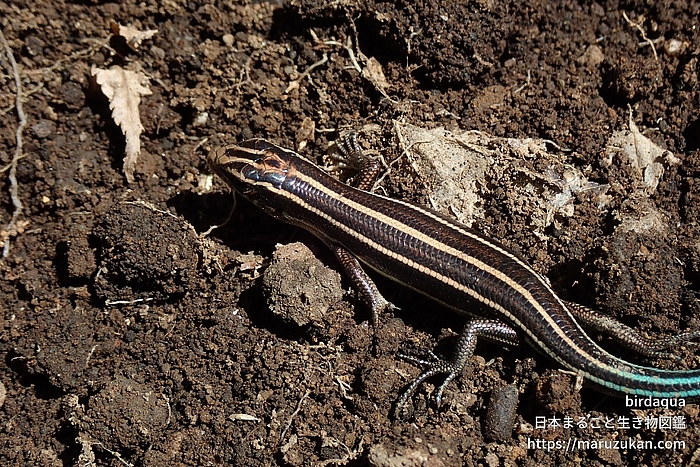 オカダトカゲ
