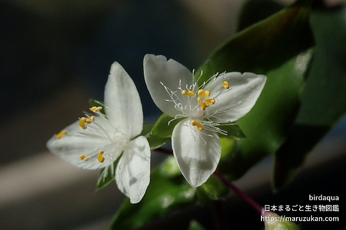 トキワツユクサ