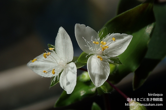 トキワツユクサ