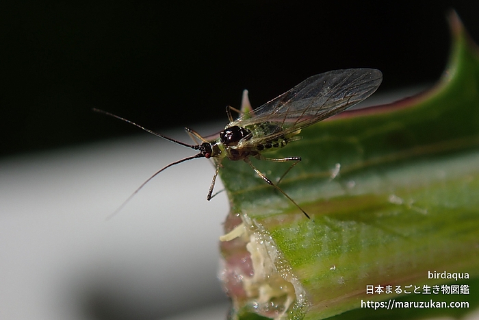 ノゲシフクレアブラムシ