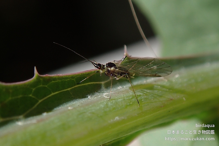 ノゲシフクレアブラムシ