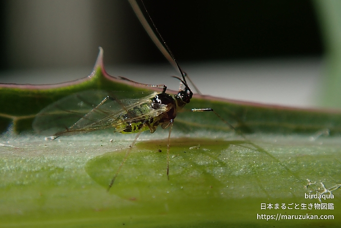 ノゲシフクレアブラムシ