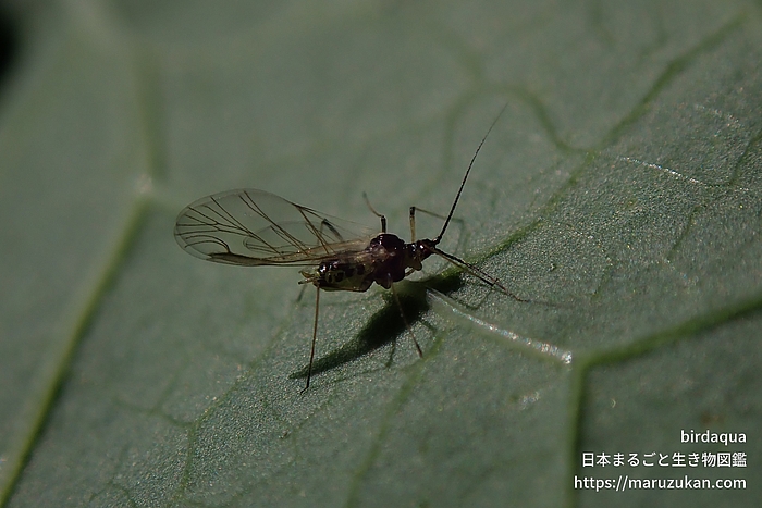 ノゲシフクレアブラムシ