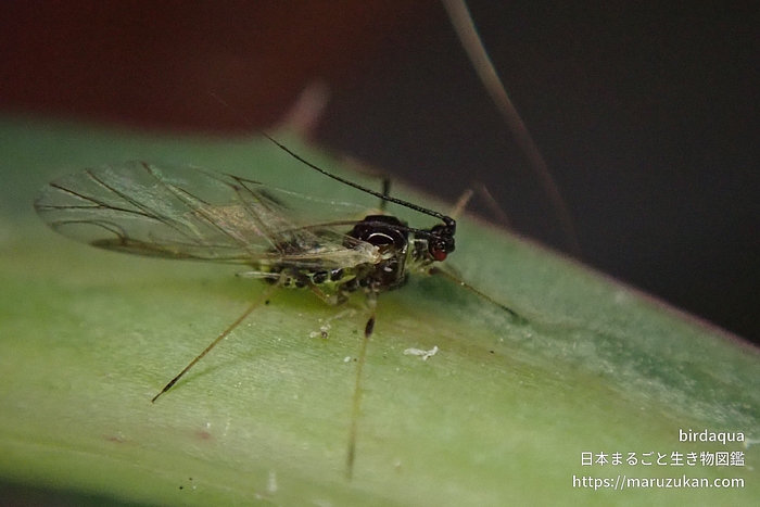 ノゲシフクレアブラムシ