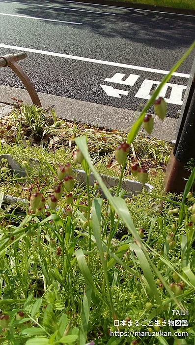 コバンソウの写真
