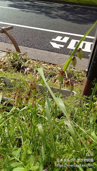 コバンソウ